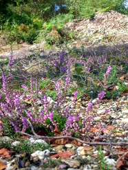 Sep 2013: 6A heather seedlings on scrape